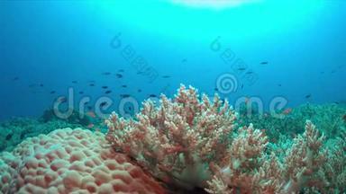珊瑚礁有丰富的鱼类